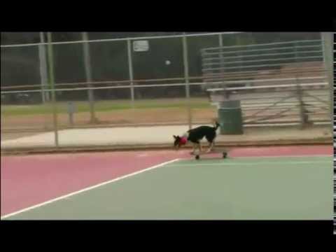 This is the best dog in the world