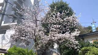 【下関市】金子みすゞ碑の桜