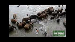 preview picture of video 'pinnawala elephant orphanage'