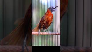 Download lagu MASTERAN VIRAL TEPUS KEPALA ABU ABU #baladakicau #kicaumania #tepus #fyp mp3 Download lagu MASTERAN VIRAL TEPUS KEPALA ABU ABU #baladakicau #kicaumania #tepus #fyp mp3