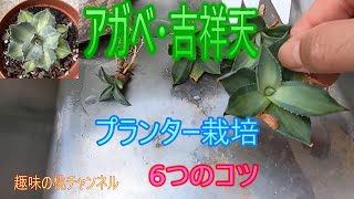 [Agave Kisshoten] 6 Tips for Growing in a Planter 25/9/24