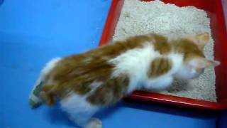kitten using his broken leg to scratch his head