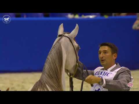 N 58 D GHARAM   Dubai Arabian Horse Show 2020   Fillies 3 Years Old Class 4