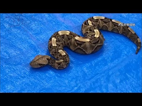 ビティス・ガボニカ