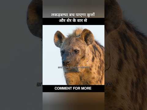 लकड़बग्घा बच पाएगा  कुत्तों के वार से #shorts #shortsviral