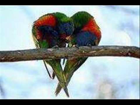 quisiera remix-pasabordo ft j balvin.wmv