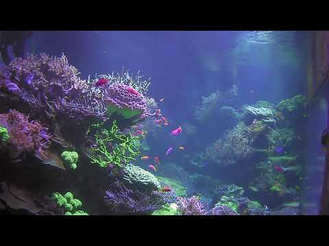 Aquarium Karlsruhe thumbnail