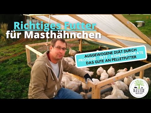 Richtiges Futter für Masthühner - eine ausgewogene Ernährung für Hühner ist wichtig!