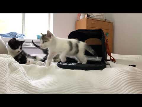 How to introduce kittens to a cat carrier
