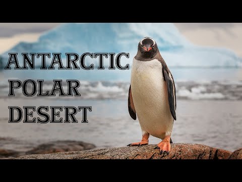 Which Is Bigger: Antarctica or The Sahara Desert?