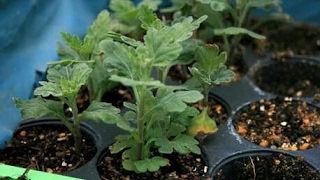 Rare technique:_ How to grow chrysanthemum from cuttings|| How to grow gul- e-daudi from cuttings