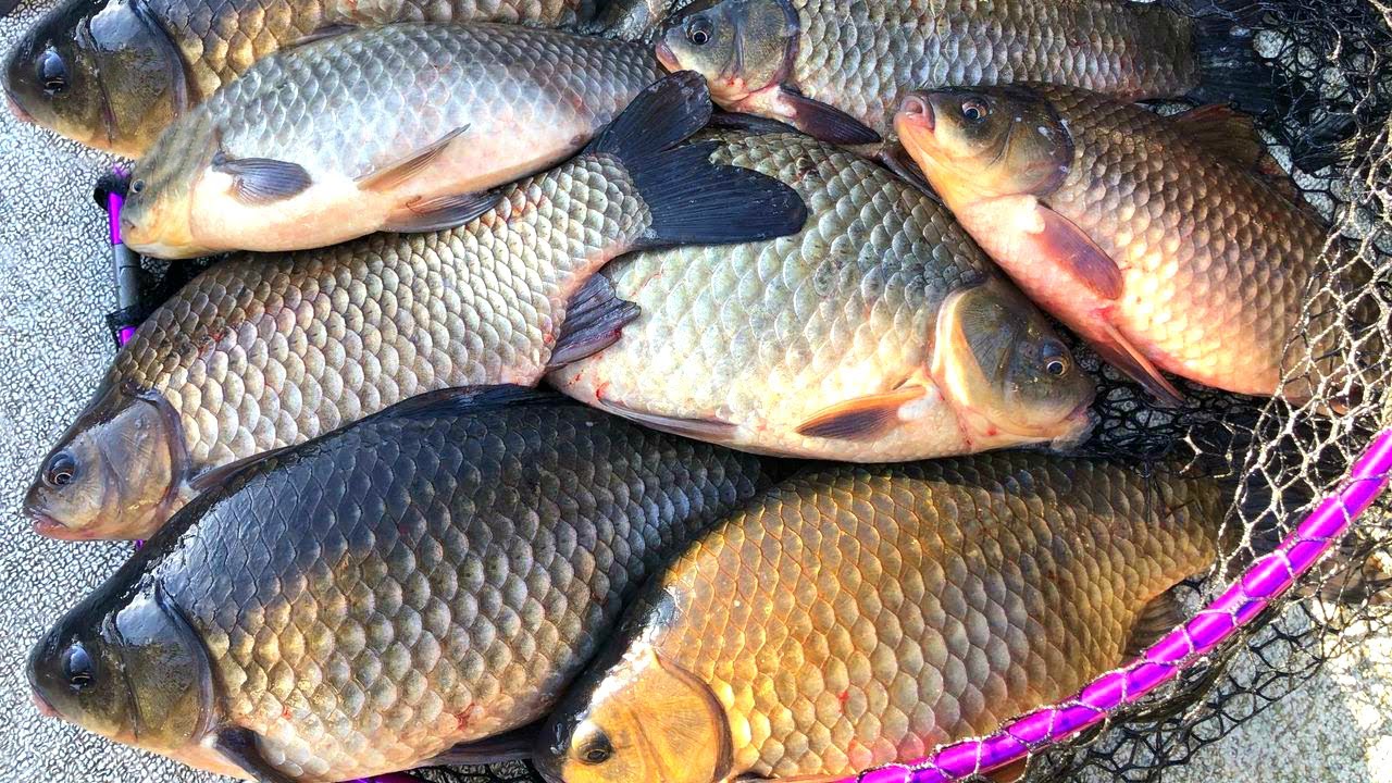 Это не рыбалка, а праздник! Дикие караси монстры клюют по два сразу! Ловля карася в декабре!