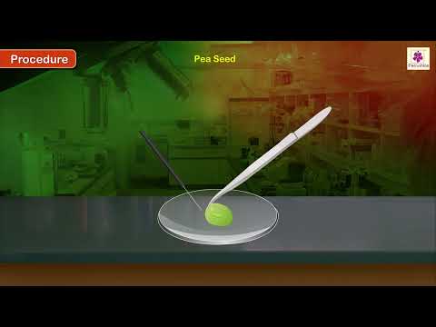 Different Parts of Embryo of Dicot Seeds | Biology Experiment | Grade 10