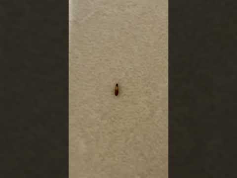 Weidner Apartment Homes - Roach and Mice infestation