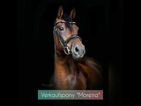 "Bünteeichen Morena"