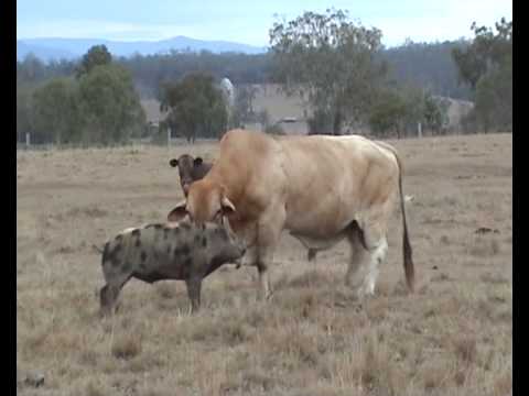 download lagu mp3 mp4 Pig Vs Cow, download lagu Pig Vs Cow gratis, unduh video klip Pig Vs Cow