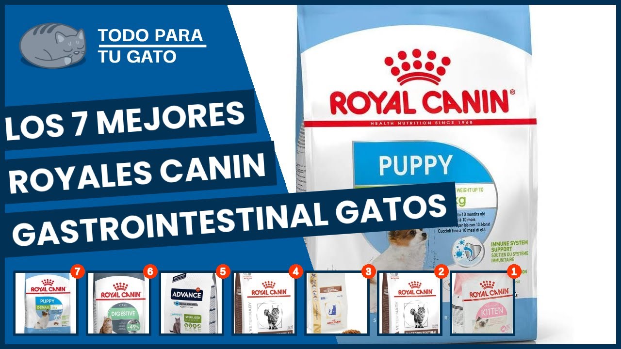 Los 7 mejores royales canin gastrointestinal gatos