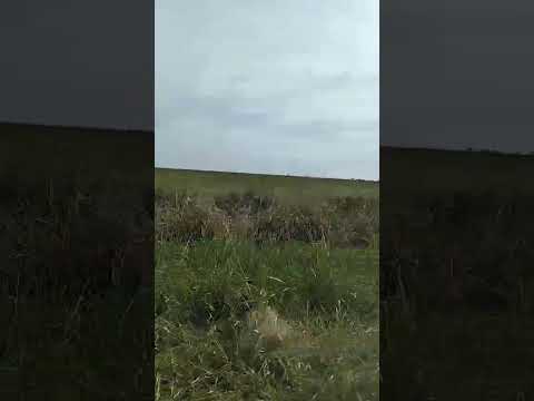 Campo Arrocero - Santa Rita, Paraguay
