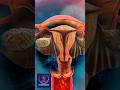Journey To Conception Functions Of The Female Reproductive System Explained