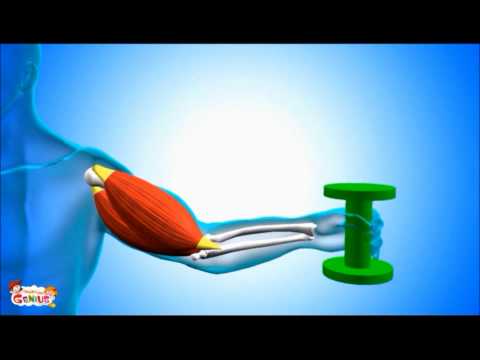 Tendons -What are they ? Human Body Video for Kids