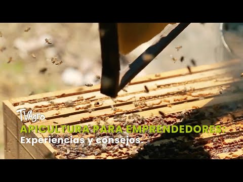 Apicultura para emprendedores: Experiencias y consejos - TvAgro por Juan Gonzalo Angel