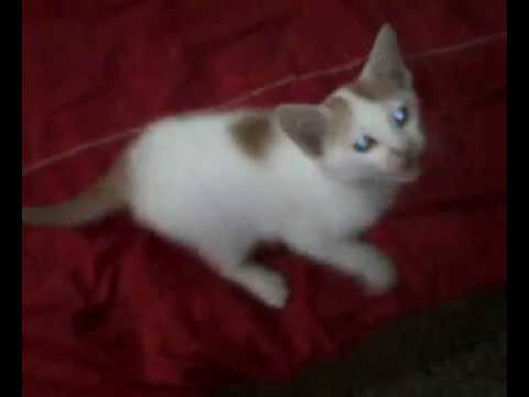 This cat wants cat food by Arif