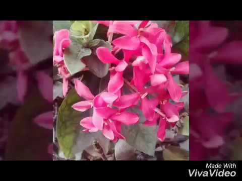 Pahile na mi tula by Rohina