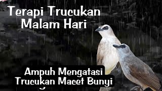 Download lagu TERAPI TRUCUKAN MALAM HARI Cara Ampuh Mengatasi Burung Trucukan Stres & macet Bunyi mp3