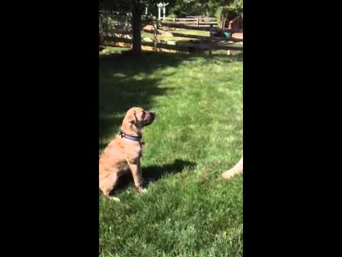 Coach, an adopted Shepherd & Boxer Mix in Potomac, MD_image-1