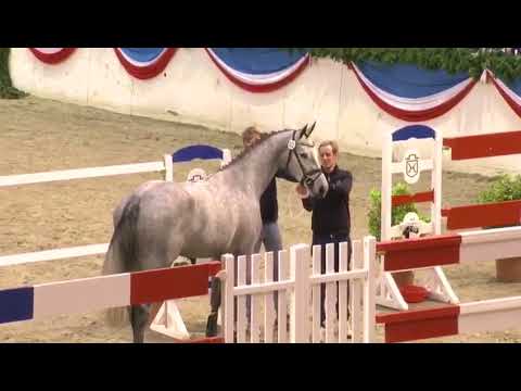 Crack stallion show Holstein Neumunster 2018