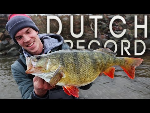 Hollandsk aborre på 54,5 cm.!