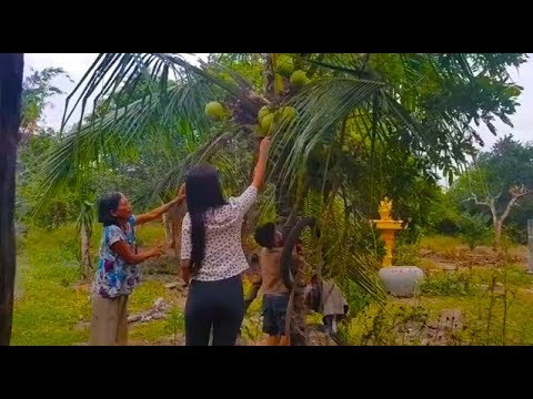 Visited Aunty At Pursat - Drink Some Fresh Coconut- Organic And Tasty Video