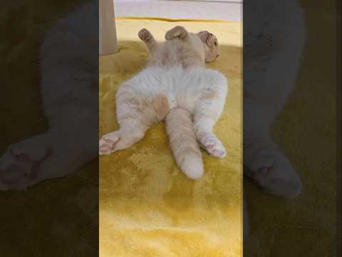 帰宅したら猫がひっくり返ってこうなってた...汗#shorts