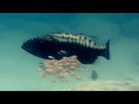 Baby fish hide inside mother's mouth - Animal Super Parents: Episode 1 Preview - BBC