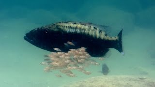 Baby fish hide inside mother's mouth - Animal Super Parents: Episode 1 Preview - BBC One
