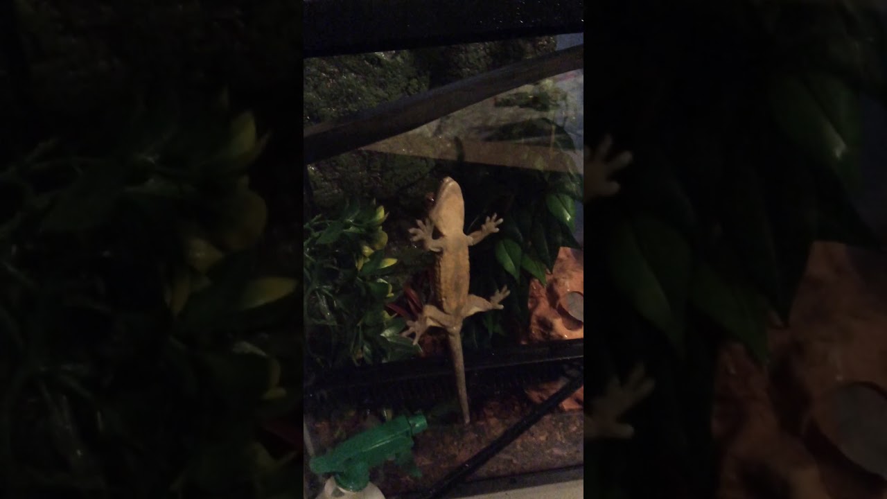 Watch video Crested gecko climbing on glass! Now Crested gecko climbing on glass!