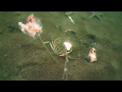 Water Wolf: Naturköderangeln im Kleinen Belt - Compilation