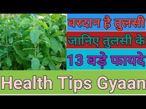 तुलसी (Basil) के 13 बड़े फायदे | 13 Amazing Health Benefits of Basil | Video