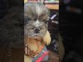 French Bulldog dogs for sale: Ahumado, the bold charmer 🐾 - Video 3