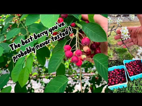 How I forage & propagate serviceberry/juneberry