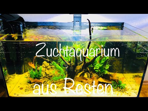 Aus Resten wird ein Zuchtaquarium für Apistogramma #Apistogramma