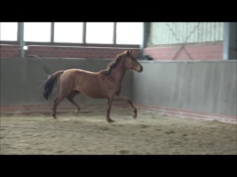 *2017 Hengst von Morricone - Jazz Time