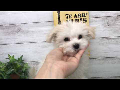 114220 マルプー♀