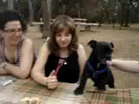 Haciendole el gato al perro de la monica