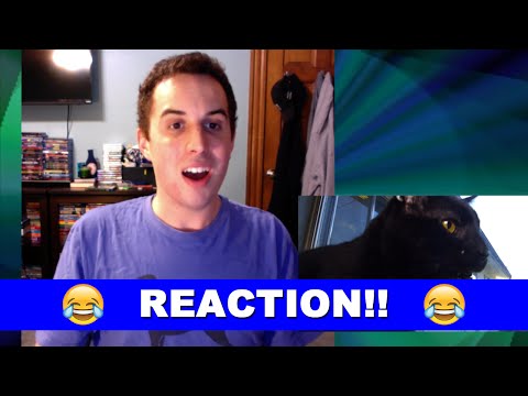 Talking Kitty Cat 50 - How To Piss Off A Cat REACTION