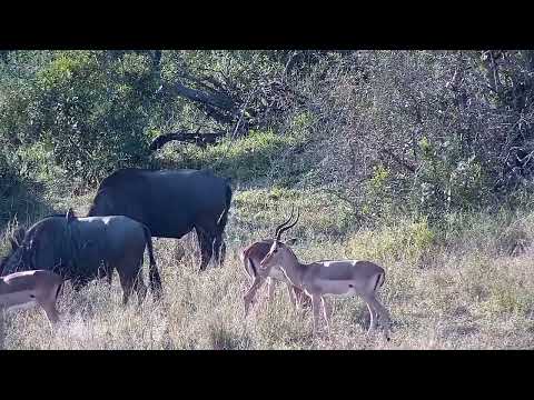 Djuma: Wildebeests and Impalas - 15:48 - 07/30/2022