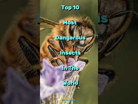 Top 10 most dangerous insects in the world #insects #dangerous #top10 #shorts