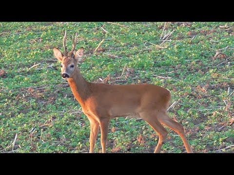 Starker Bock Blattzeit 2014