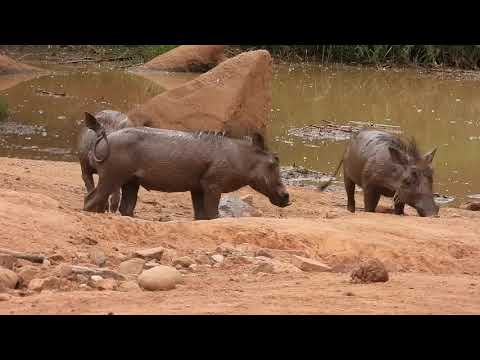 Pilanesberg Dec 2018 - Warthogs scratching and fighting