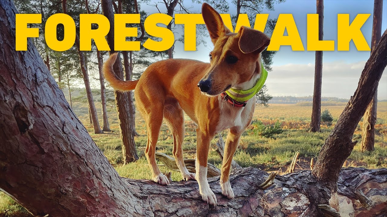 🎹 Dog Walk TV 🐾 Walking Dogs through Ancient English Woodland 🌳 Classical Piano Music 4K HDR